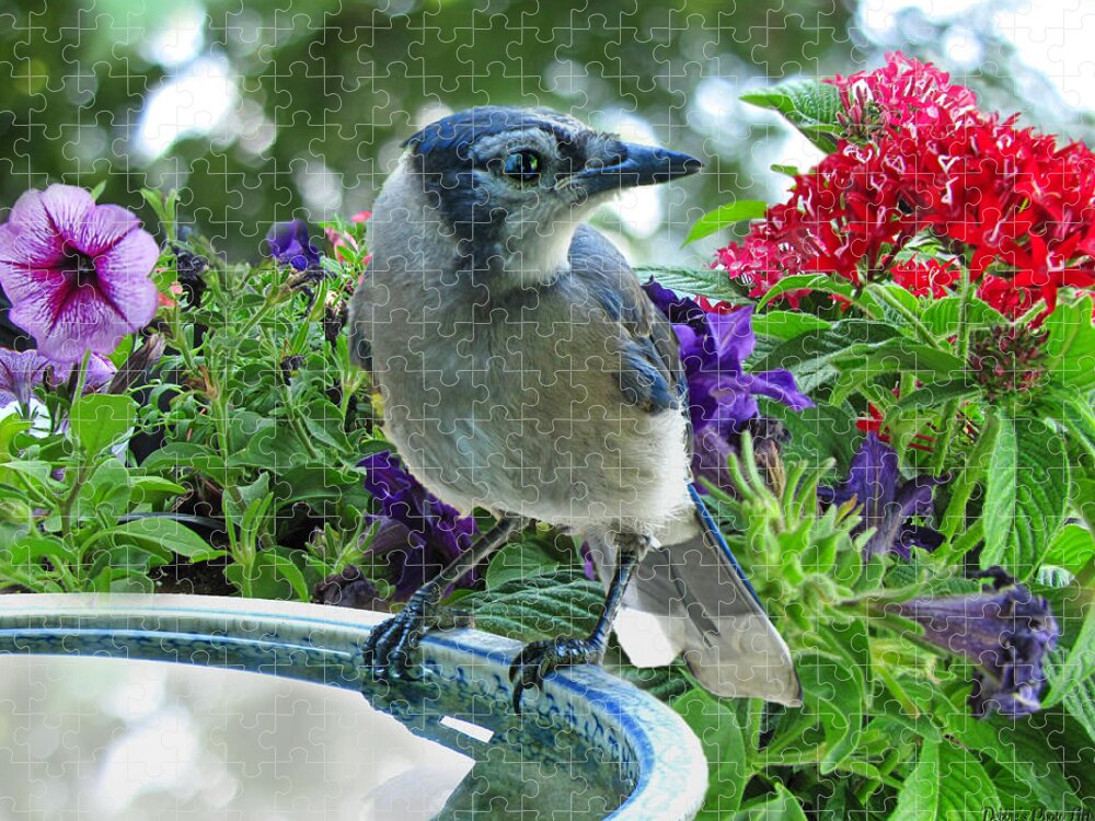 Botanical Jigsaw Puzzle featuring the photograph Blue Jay at Water by Debbie Portwood