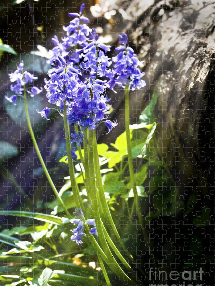 Wild Flowers Jigsaw Puzzle featuring the photograph Bluebells in the woods by Simon Bratt