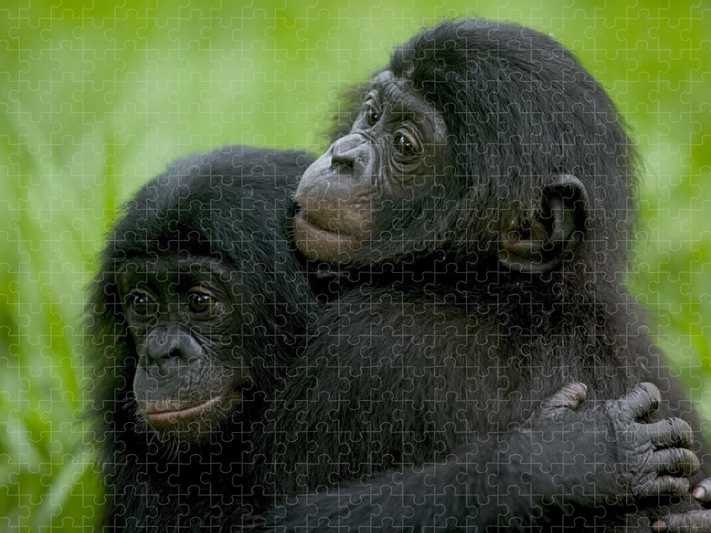 00620691 Jigsaw Puzzle featuring the photograph Bonobo Orphans Hugging by Cyril Ruoso