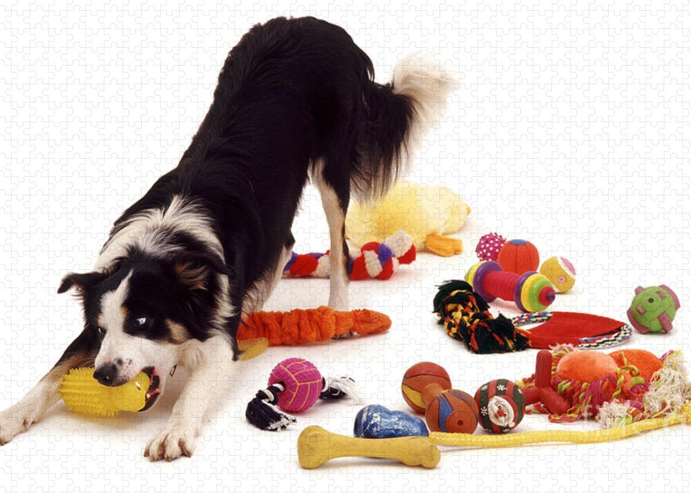 Border Collie With Toys Jigsaw Puzzle
