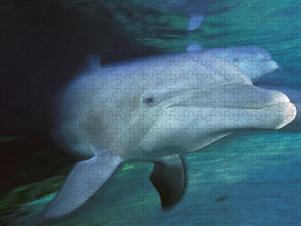 00127180 Jigsaw Puzzle featuring the photograph Bottlenose Dolphin Pair Swimming Hawaii by Flip Nicklin