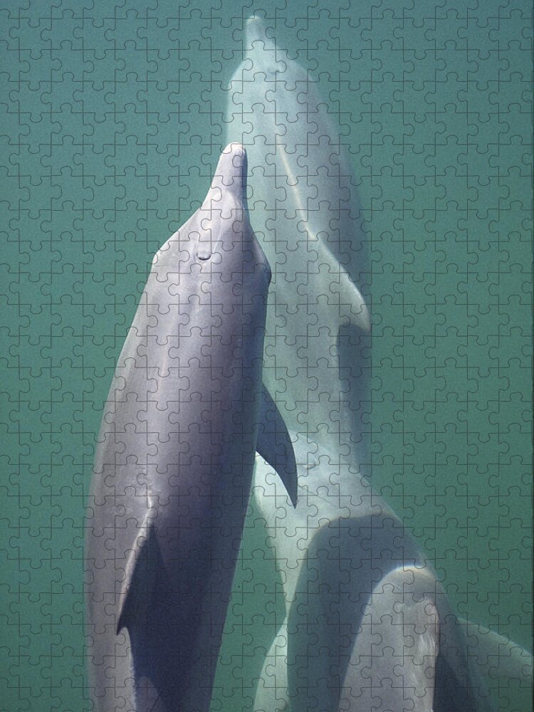 00090042 Jigsaw Puzzle featuring the photograph Bottlenose Dolphin Trio Surfacing Shark by Flip Nicklin