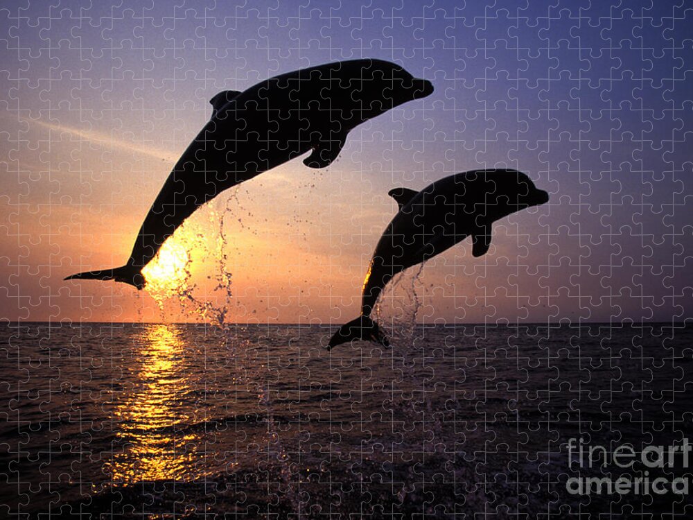 Cetacean Jigsaw Puzzle featuring the photograph Bottlenose Dolphins by Francois Gohier and Photo Researchers