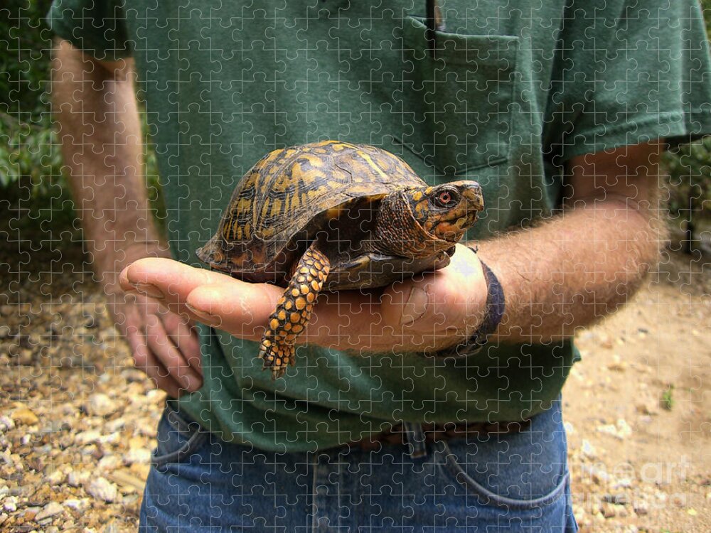 Box Turtle Jigsaw Puzzle featuring the photograph Box Turtle by William Kuta