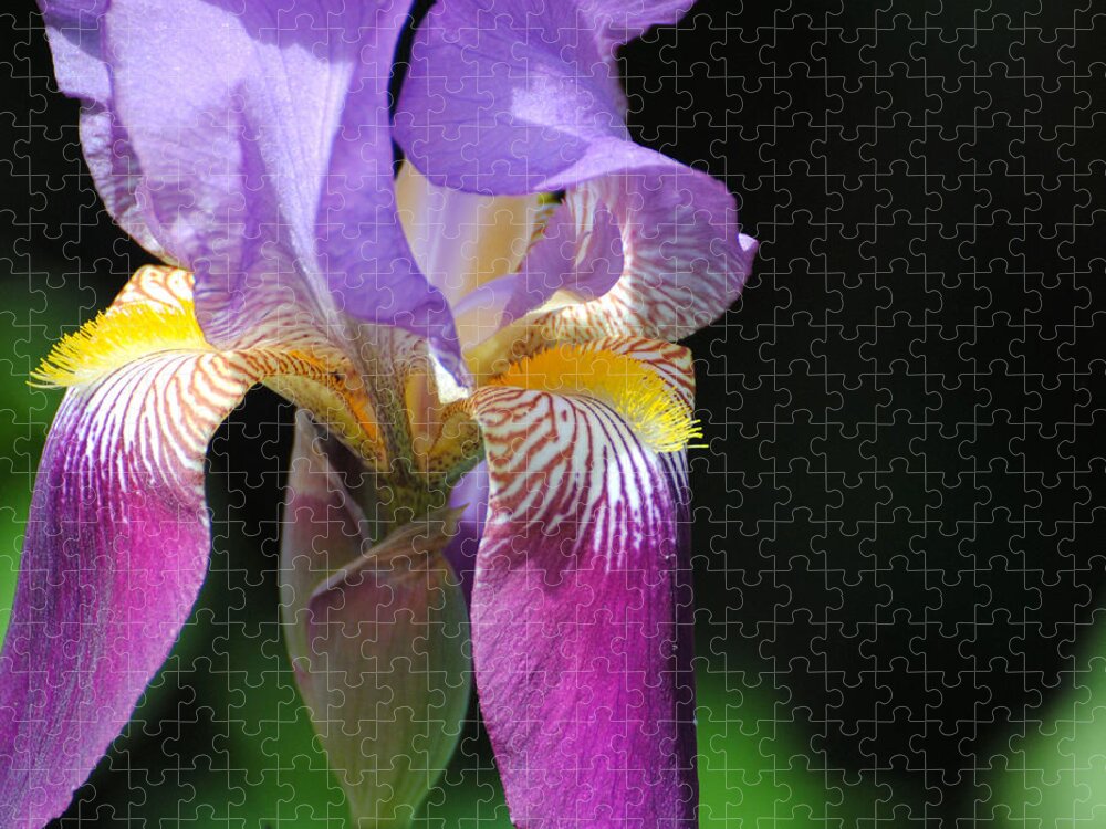 Beautiful Iris Jigsaw Puzzle featuring the photograph Brilliant Purple Iris Flower II by Jai Johnson