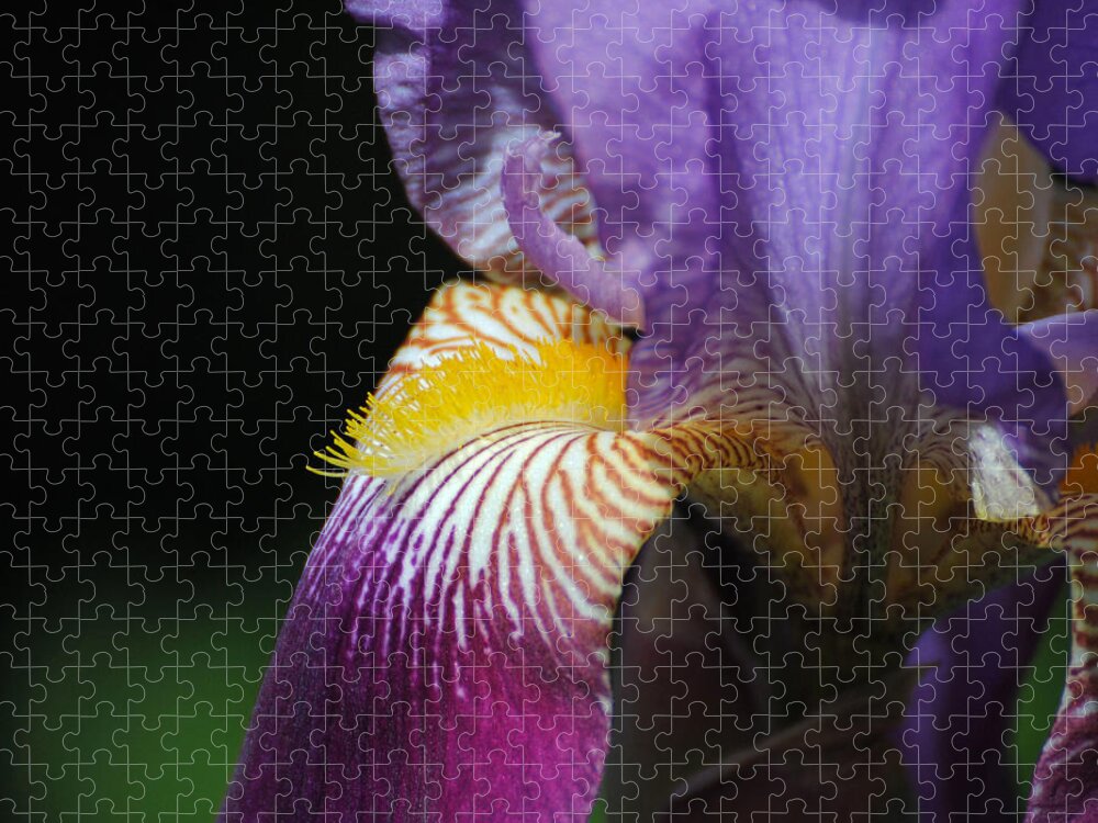 Beautiful Iris Jigsaw Puzzle featuring the photograph Brilliant Purple Iris Flower III by Jai Johnson