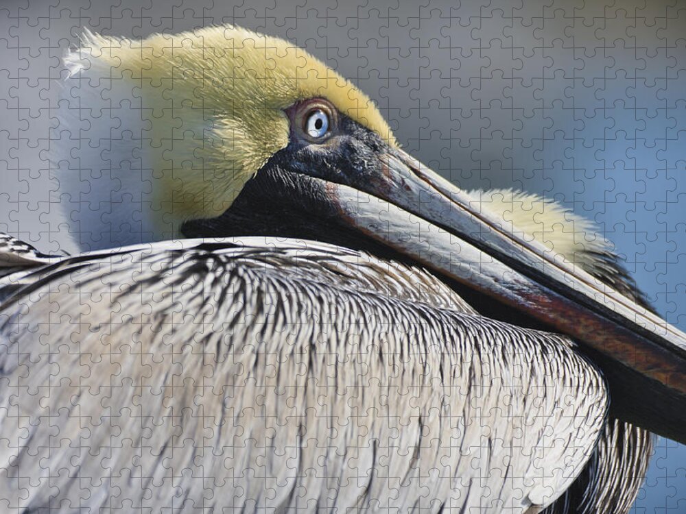 3scape Photos Jigsaw Puzzle featuring the photograph Brown Pelican by Adam Romanowicz