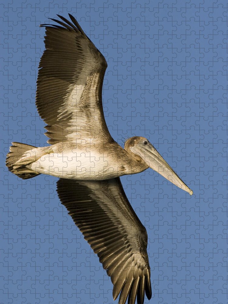00429755 Jigsaw Puzzle featuring the photograph Brown Pelican Juvenile Flying Santa by Sebastian Kennerknecht