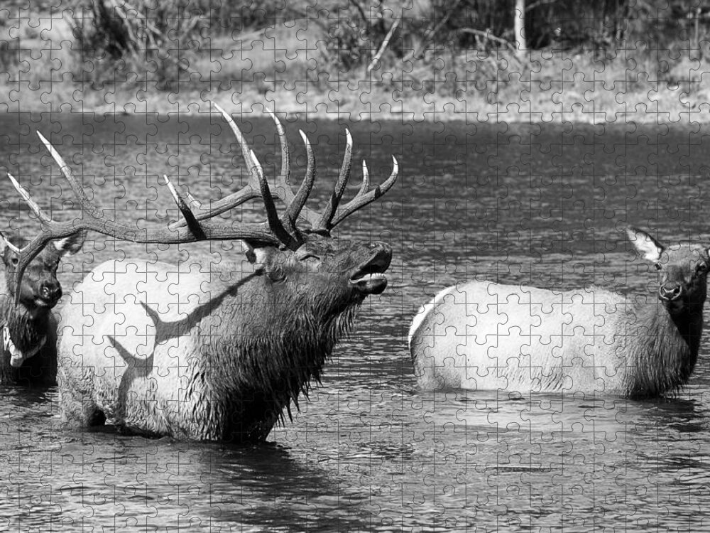 Elk Jigsaw Puzzle featuring the photograph Bugling Bull Elk and 2 Female Cows in Estes Lake CO BW by James BO Insogna