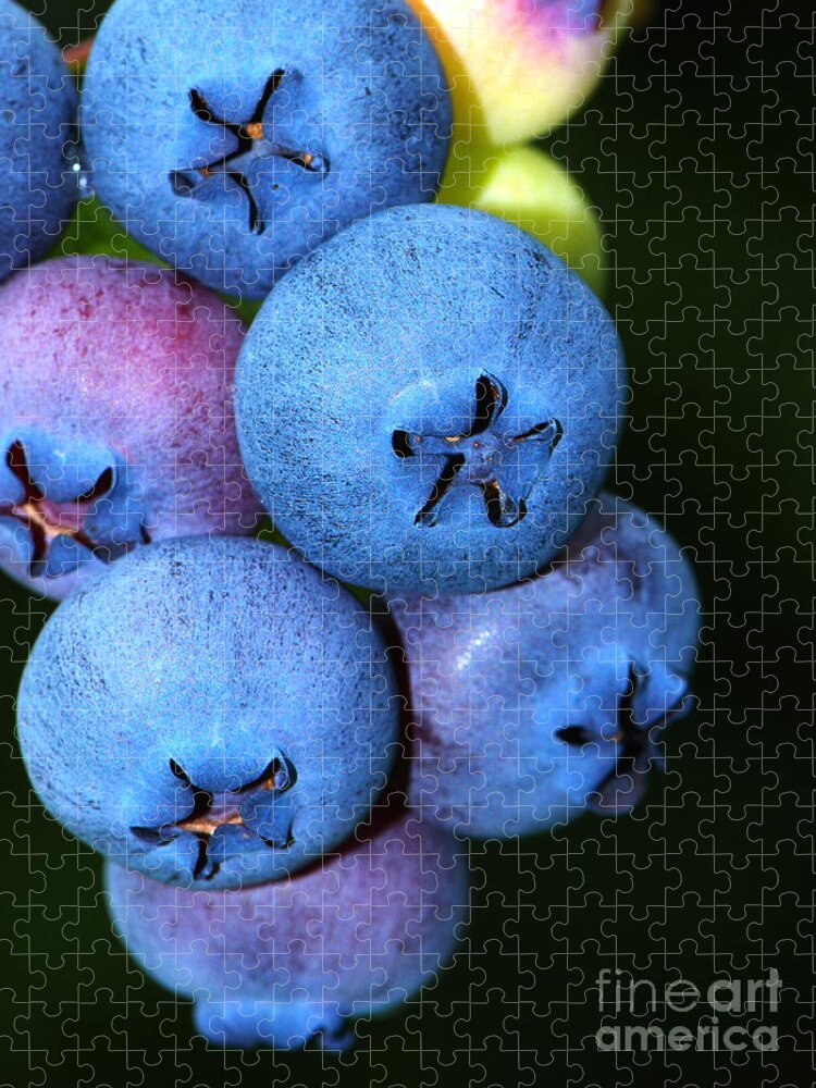 Blueberry Jigsaw Puzzle featuring the photograph Bunch of Blueberries by Sharon Talson