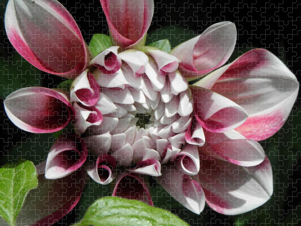 Dahlia Jigsaw Puzzle featuring the photograph Bursting Pedals by Kim Galluzzo