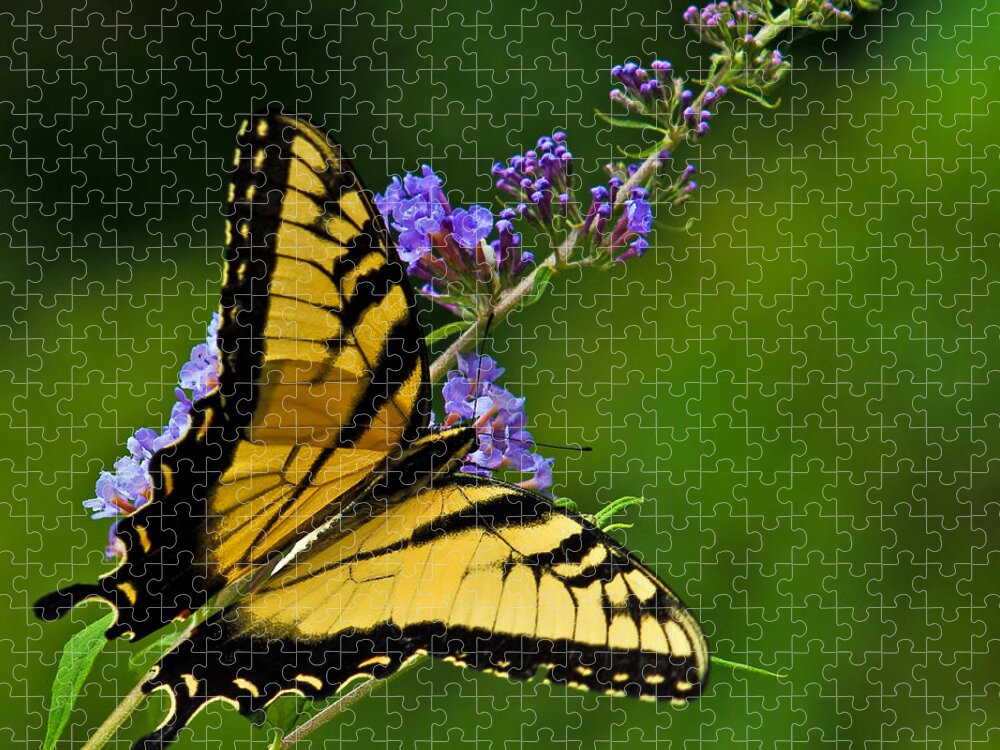 Flowers Jigsaw Puzzle featuring the photograph Butterfly by Ed Peterson