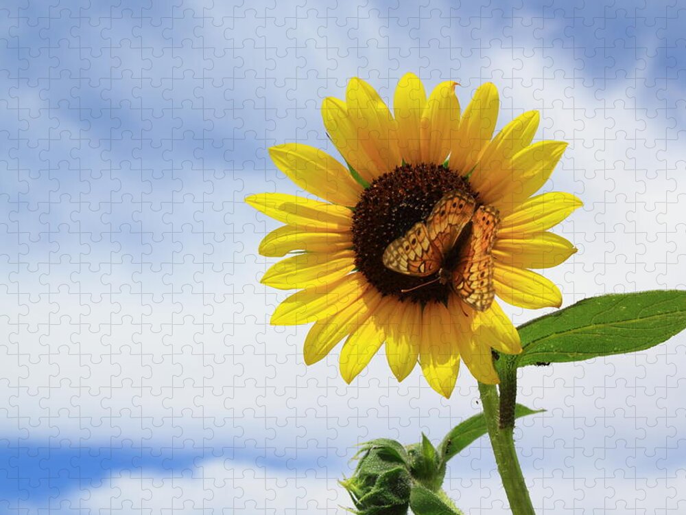 Sunflower Jigsaw Puzzle featuring the photograph Butterfly on a Sunflower by Shane Bechler