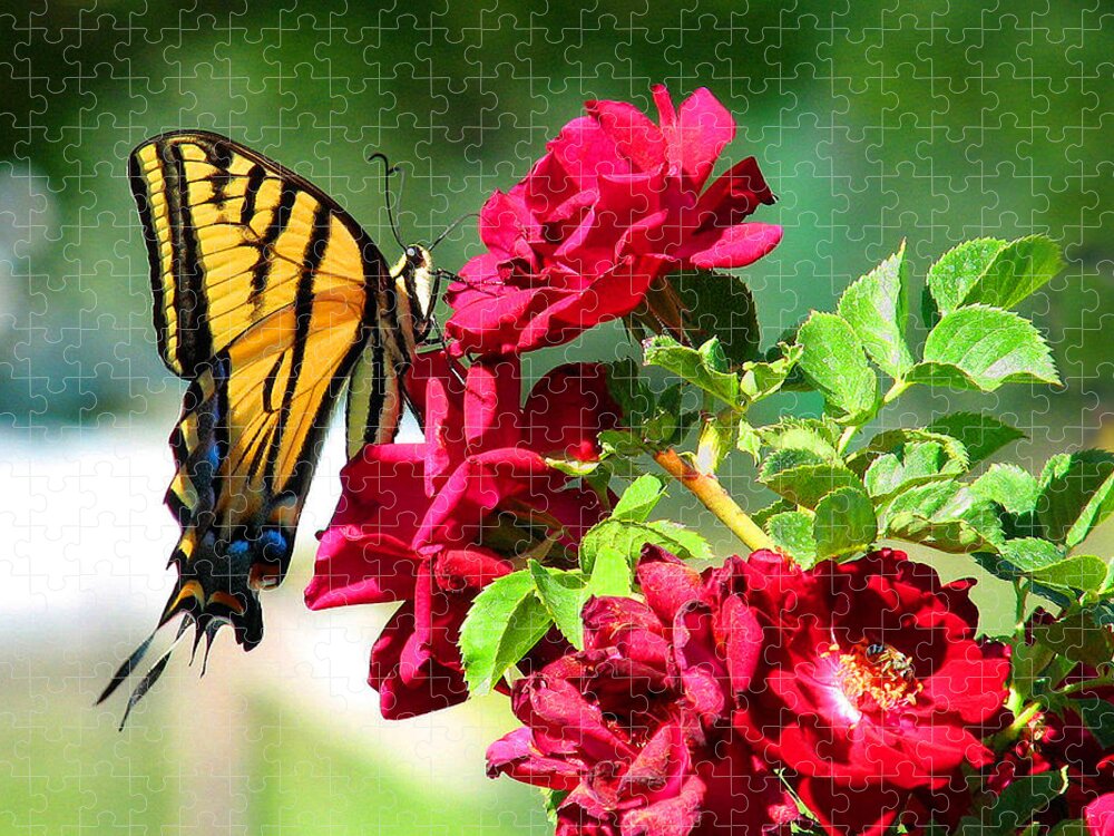 Flowers Jigsaw Puzzle featuring the photograph ButterflyRose by Rick Wicker