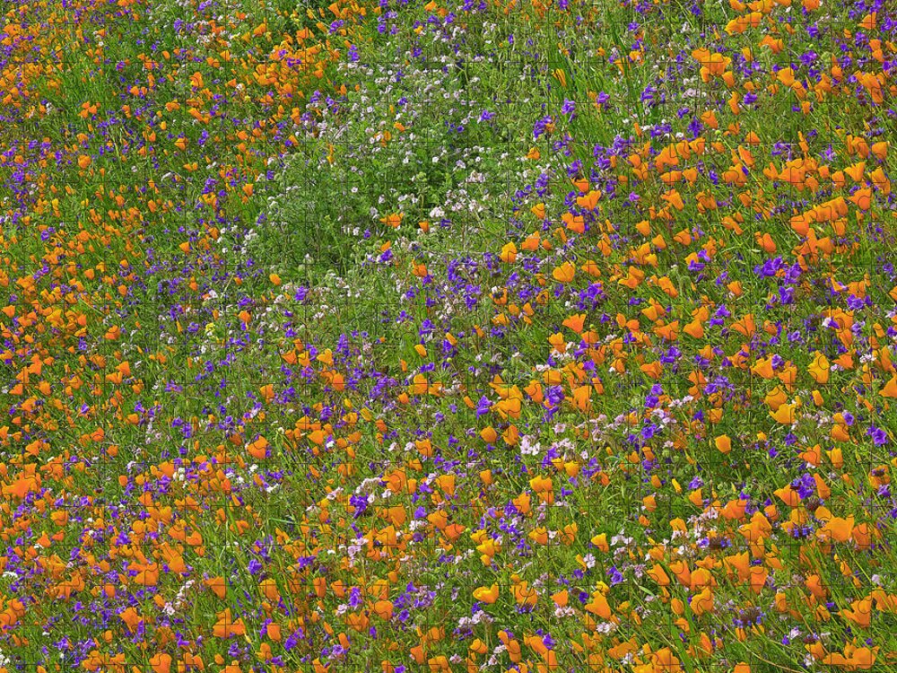 00176765 Jigsaw Puzzle featuring the photograph California Poppy And Desert Bluebell by Tim Fitzharris