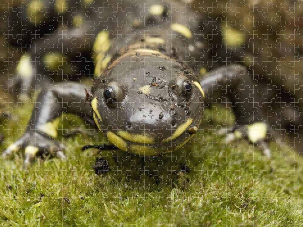 00429814 Jigsaw Puzzle featuring the photograph California Tiger Salamander Monterey by Sebastian Kennerknecht