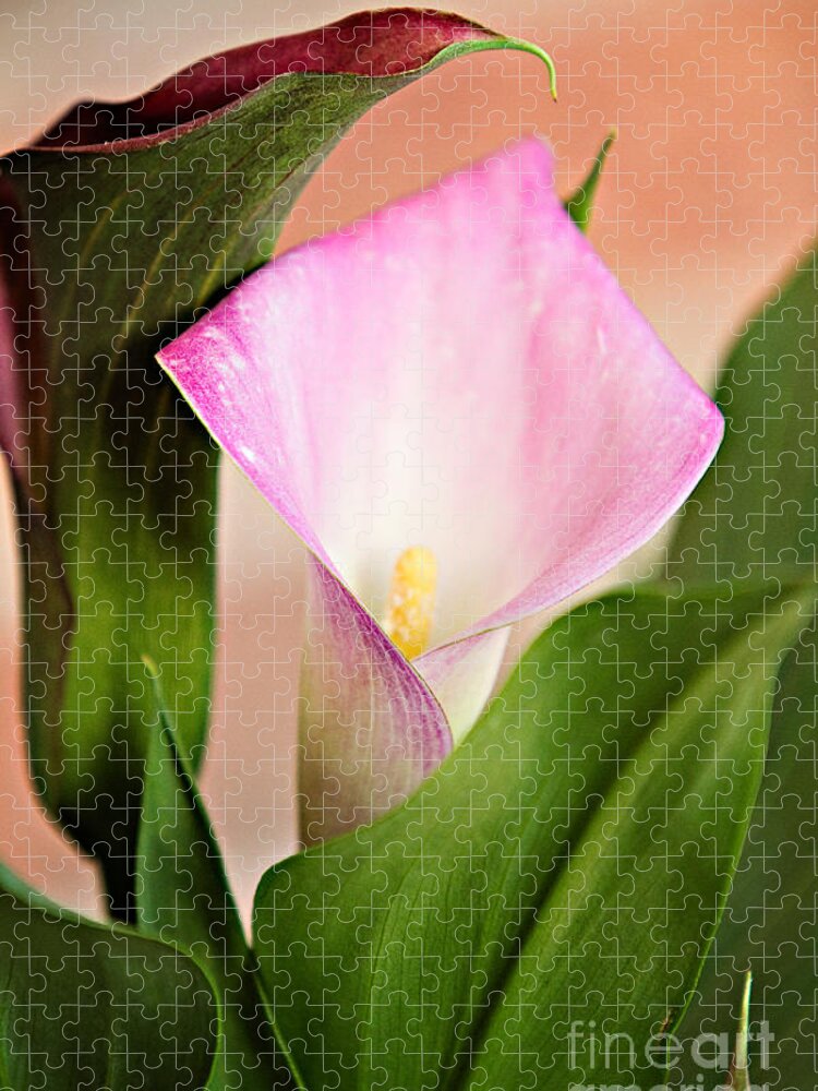 Alismatales Jigsaw Puzzle featuring the photograph Calla Lily by Lana Trussell