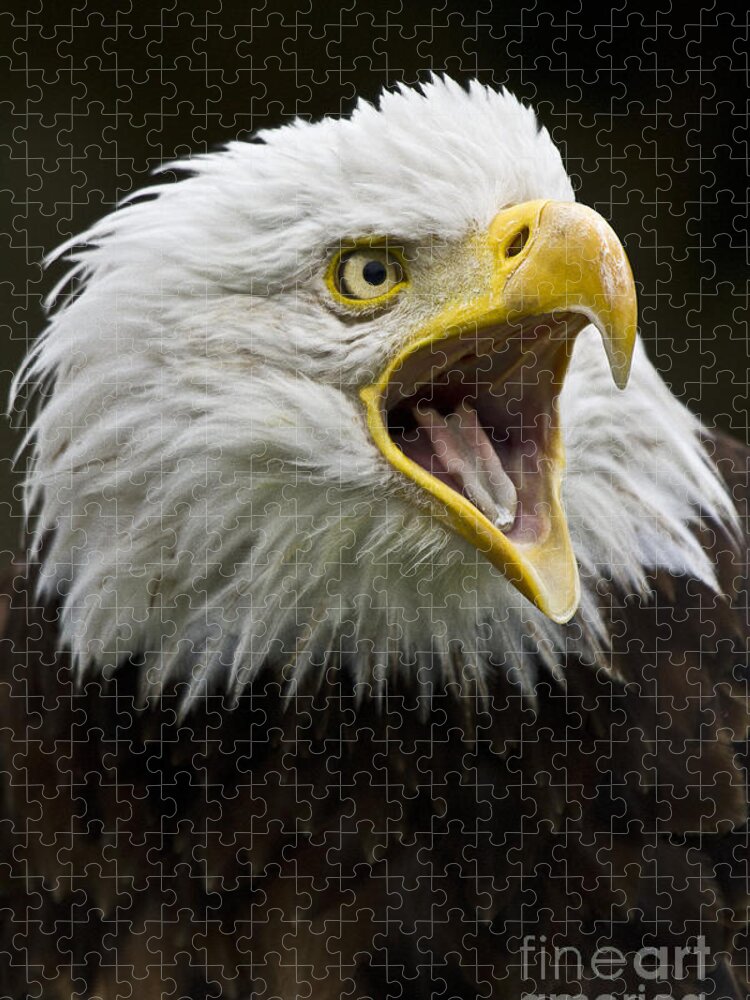 Eagle Jigsaw Puzzle featuring the photograph Calling Bald Eagle - 4 by Heiko Koehrer-Wagner