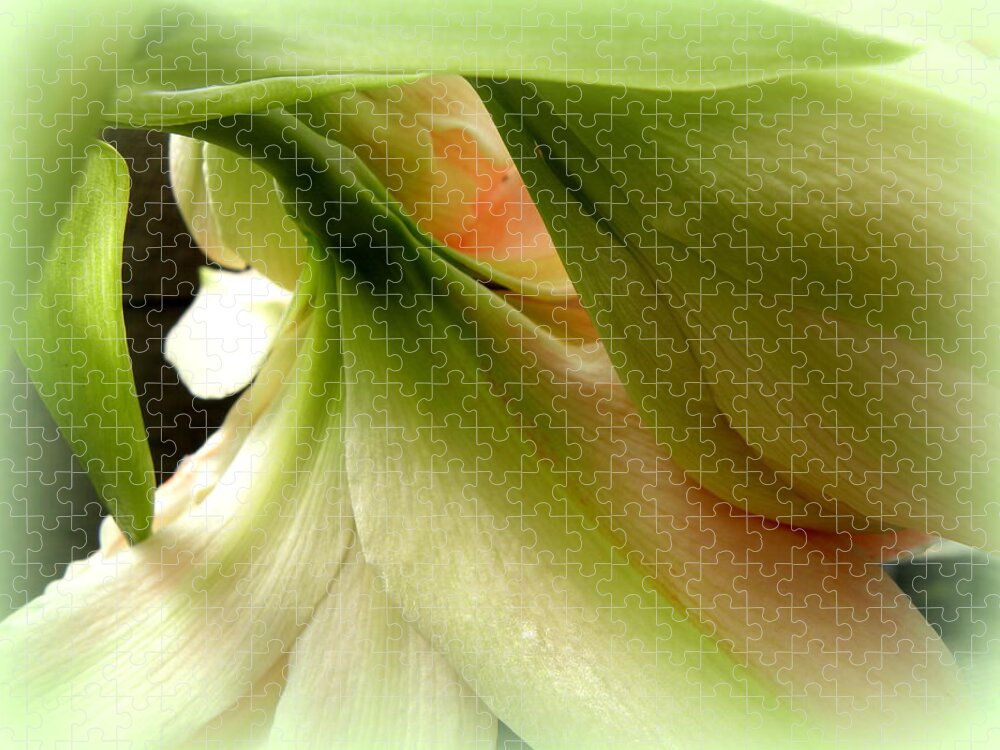 Amaryllis Jigsaw Puzzle featuring the photograph Calming Exotic by Kim Galluzzo