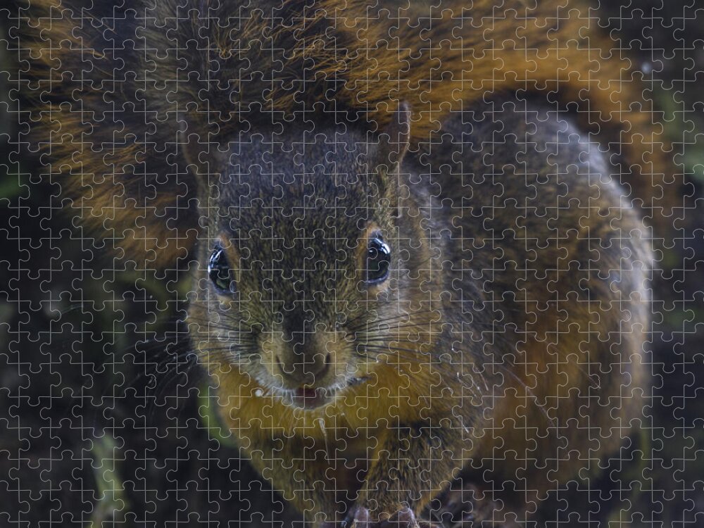 Squirrel Jigsaw Puzzle featuring the photograph Can I eat the Camera by Heiko Koehrer-Wagner