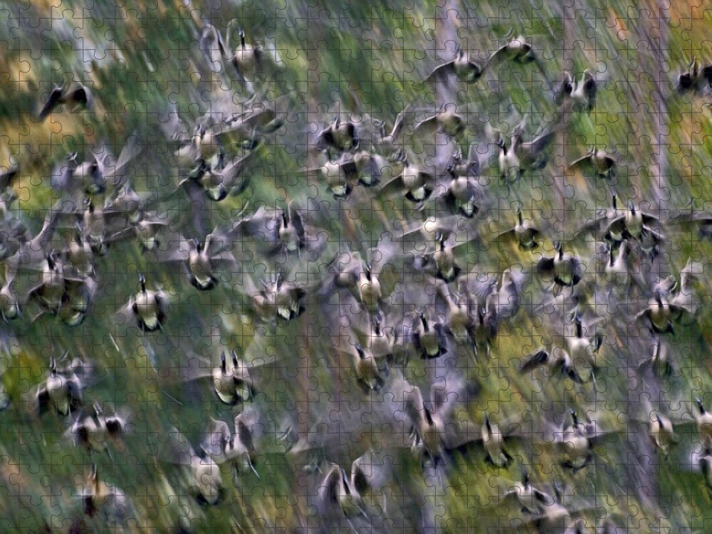 00486957 Jigsaw Puzzle featuring the photograph Canada Goose Flock Flying North America by Tim Fitzharris