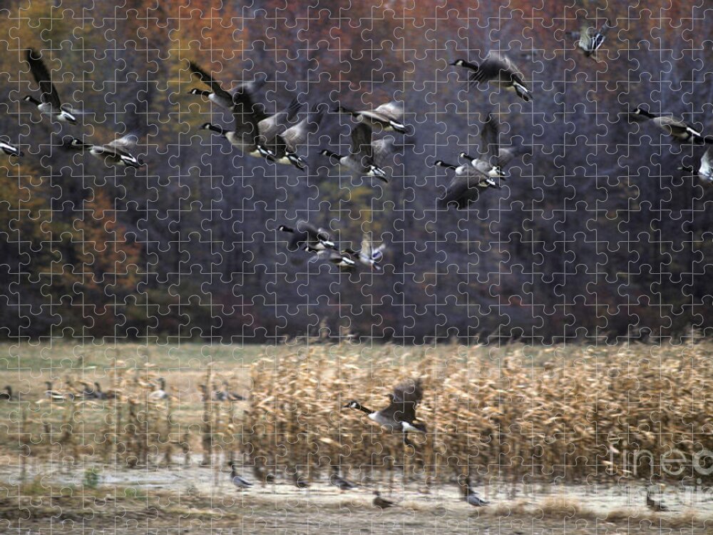 Canada Goose Jigsaw Puzzle featuring the photograph Canadian Geese in Flight by Craig Lovell