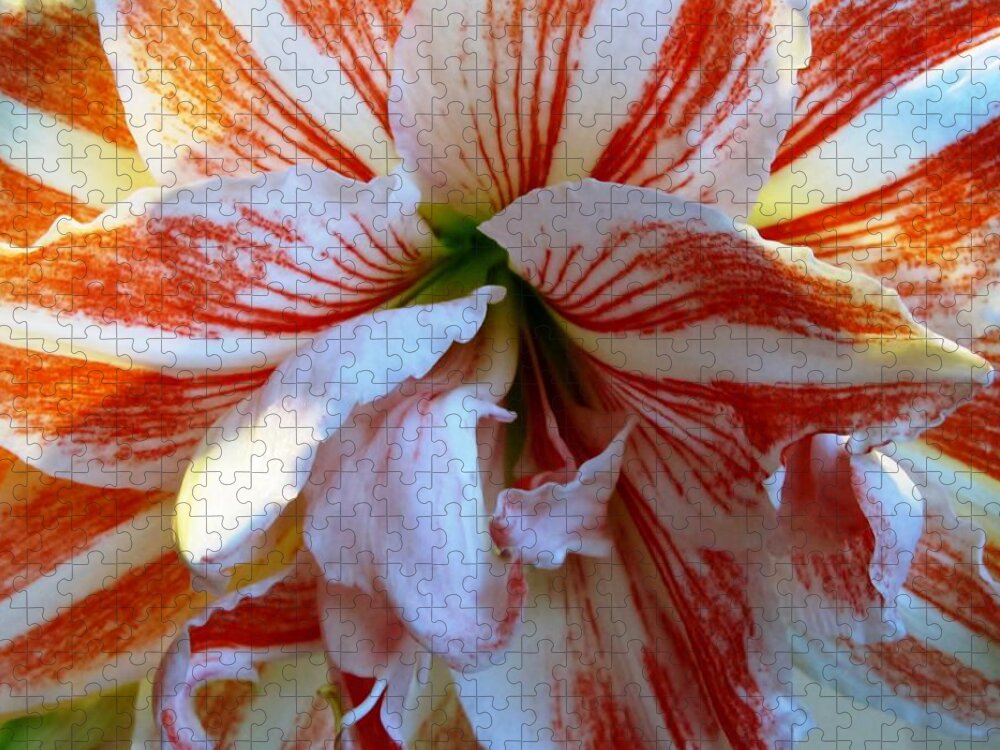 Amaryllis Jigsaw Puzzle featuring the photograph Candy Striper by Carol Allen Anfinsen