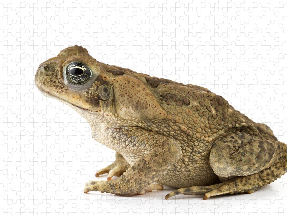 00478907 Jigsaw Puzzle featuring the photograph Cane Toad La Selva Costa Rica by Piotr Naskrecki