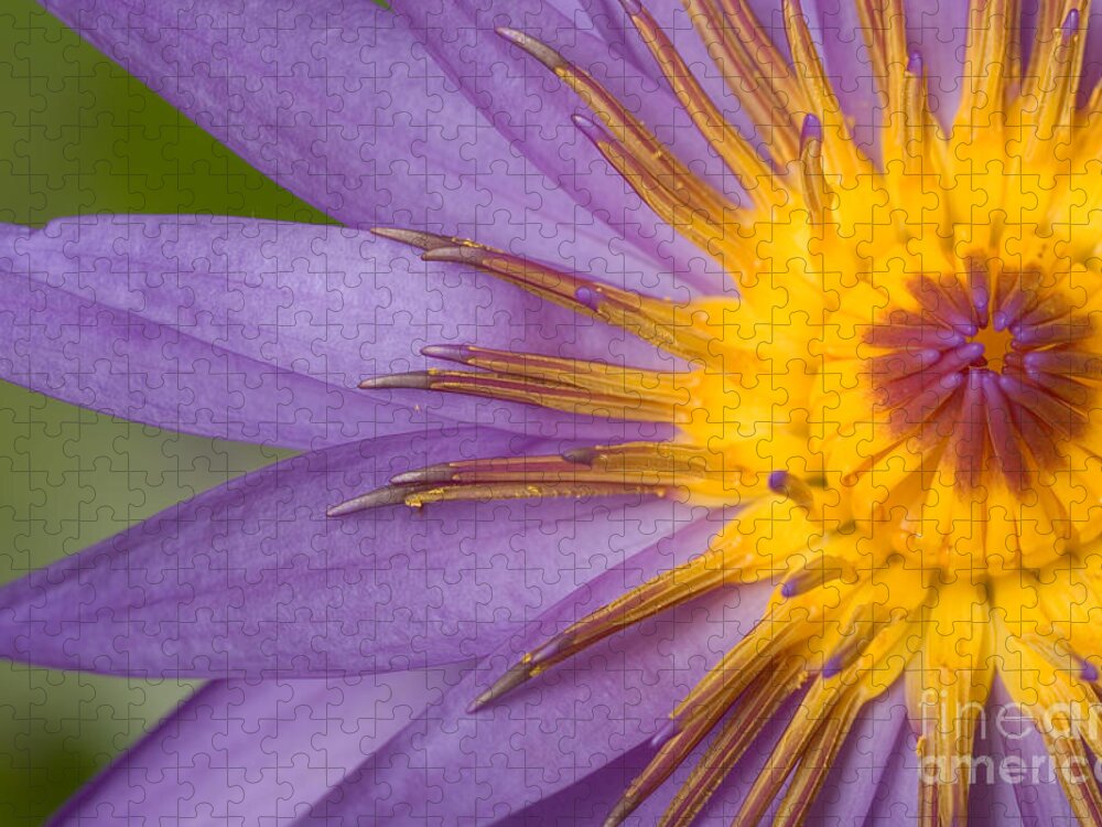 Flora Jigsaw Puzzle featuring the photograph Cape Blue Waterlily Nymphaea Capensis by Ted Kinsman
