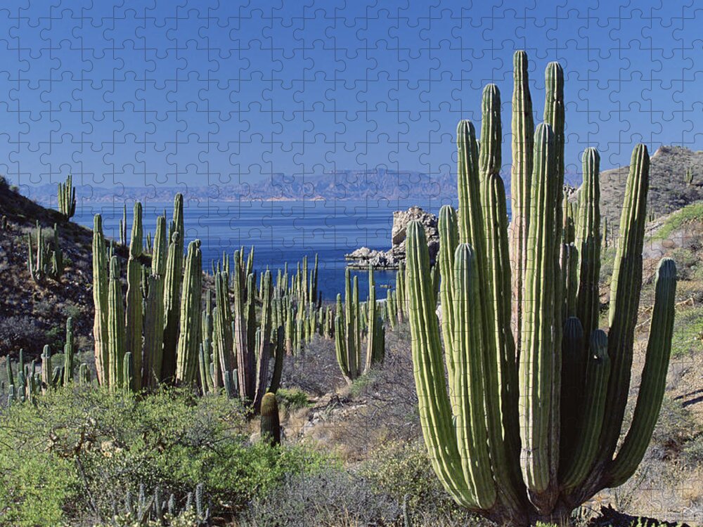 Mp Jigsaw Puzzle featuring the photograph Cardon Pachycereus Pringlei Cactus by Konrad Wothe