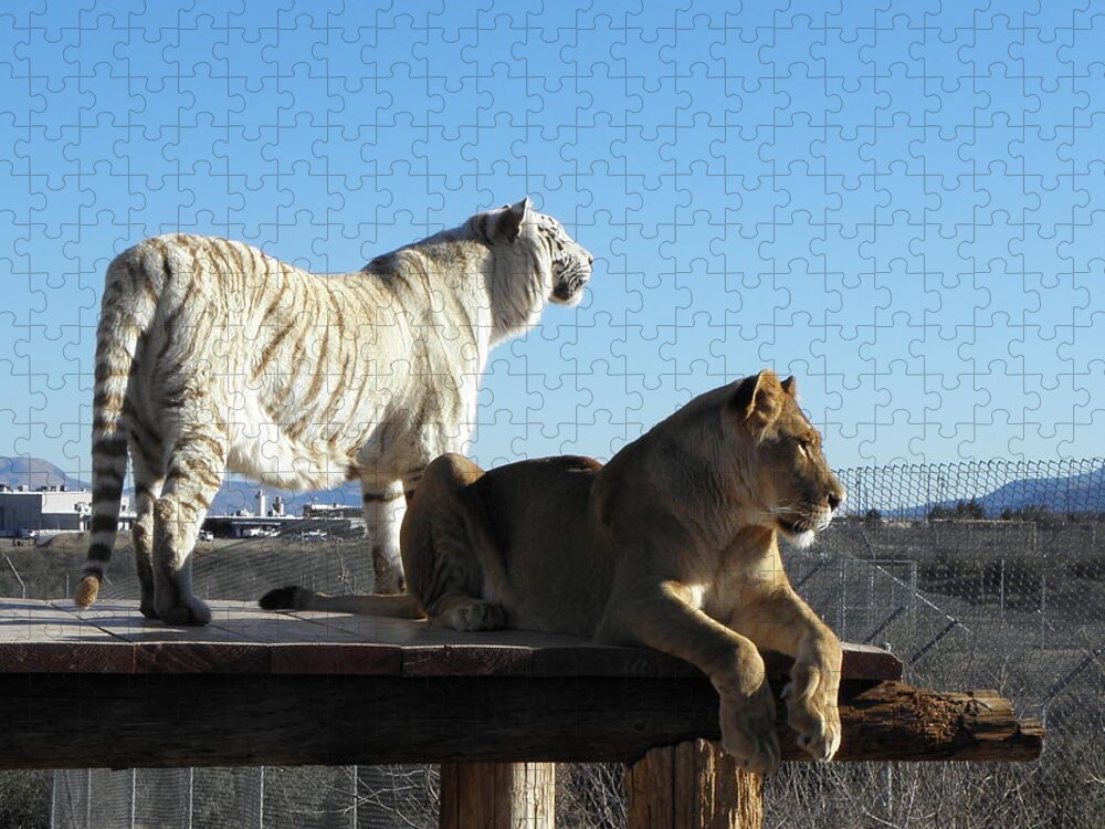 Lion Jigsaw Puzzle featuring the photograph Chalet and Kumba by Kim Galluzzo