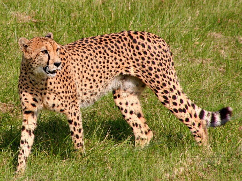 Cheetah Jigsaw Puzzle featuring the photograph Cheetah by Laurel Talabere