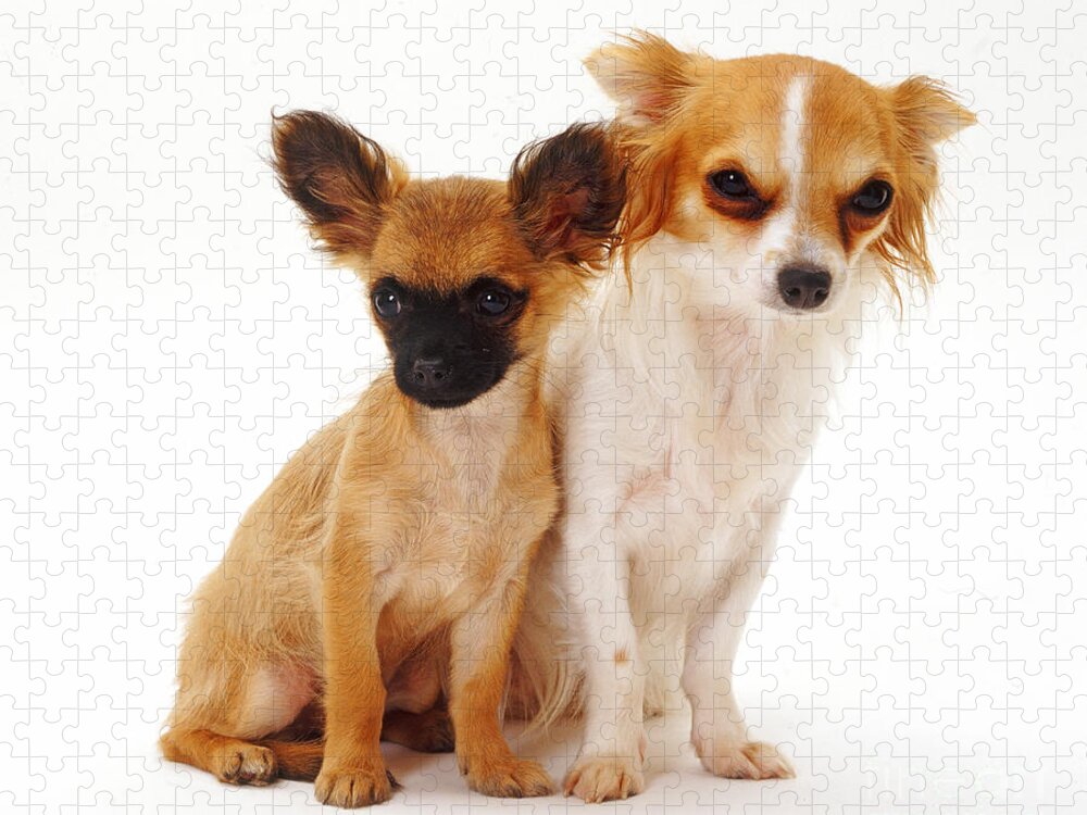 Chihuahua And Puppy Jigsaw Puzzle by Jane Burton - Science Source