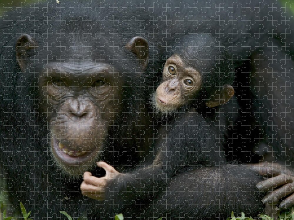 00620819 Jigsaw Puzzle featuring the photograph Chimpanzee Female Holding Infant by Cyril Ruoso