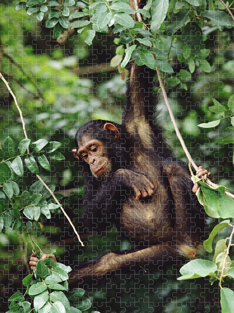 Mp Jigsaw Puzzle featuring the photograph Chimpanzee Pan Troglodytes Swinging In by Gerry Ellis