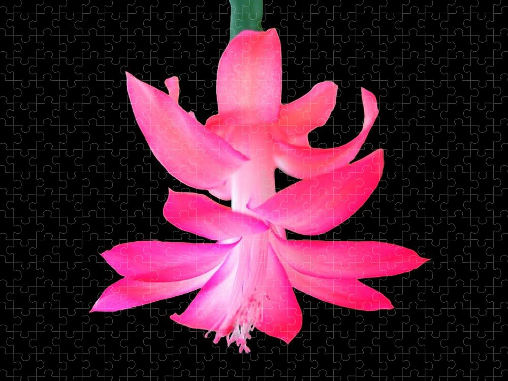 Flower Jigsaw Puzzle featuring the photograph Christmas Cactus by Steven Clipperton