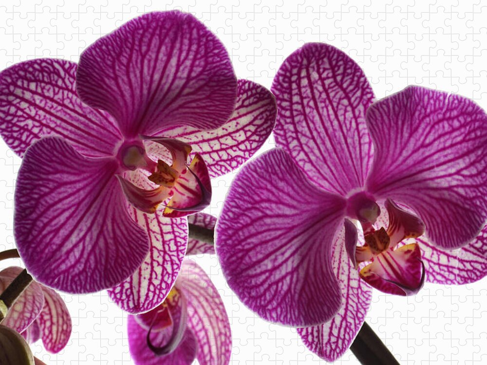 Orchids Jigsaw Puzzle featuring the photograph Classic Orchid. by Terence Davis