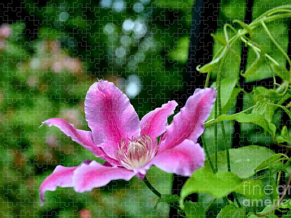 Botanical Jigsaw Puzzle featuring the photograph Clematis Bloom by Tatyana Searcy
