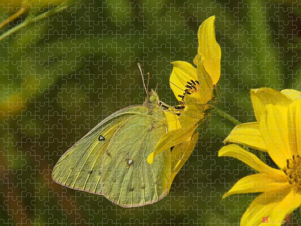 Nature Jigsaw Puzzle featuring the photograph Clouded Sulphur Butterfly DIN099 by Gerry Gantt