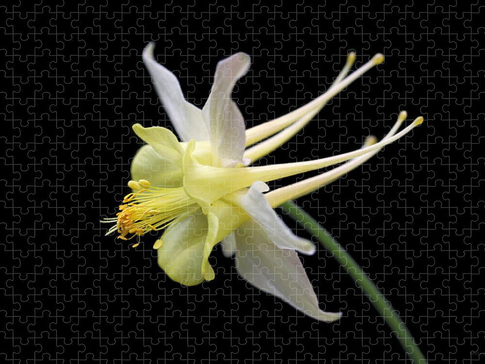 Columbine Jigsaw Puzzle featuring the photograph Columbine Flower Portrait by Jennie Marie Schell