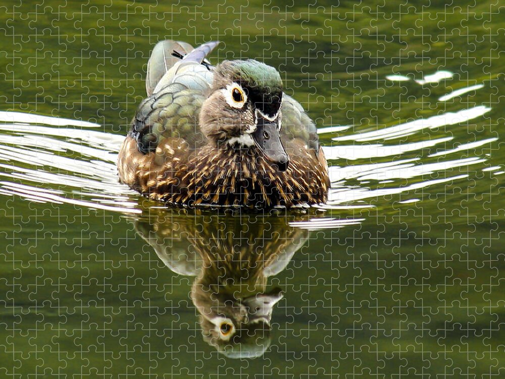 Duck Jigsaw Puzzle featuring the photograph Coming at You by Jean Noren