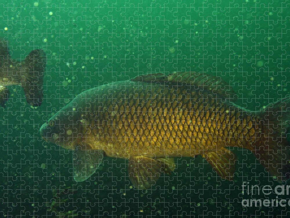 Fish Jigsaw Puzzle featuring the photograph Common Carp by Ted Kinsman