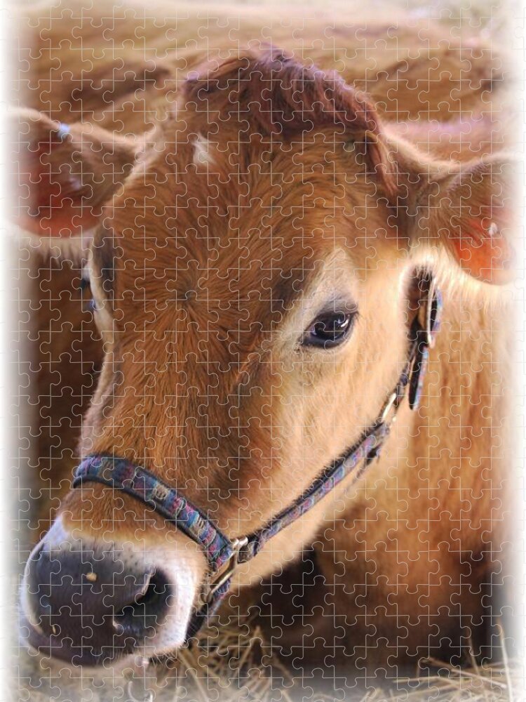 Cow Jigsaw Puzzle featuring the photograph Contentment by Judy Hall-Folde