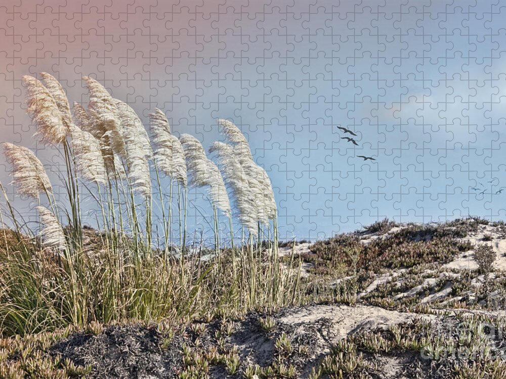 Pampas Grass Jigsaw Puzzle featuring the photograph Coronado Island Pampas Grass by Betty LaRue