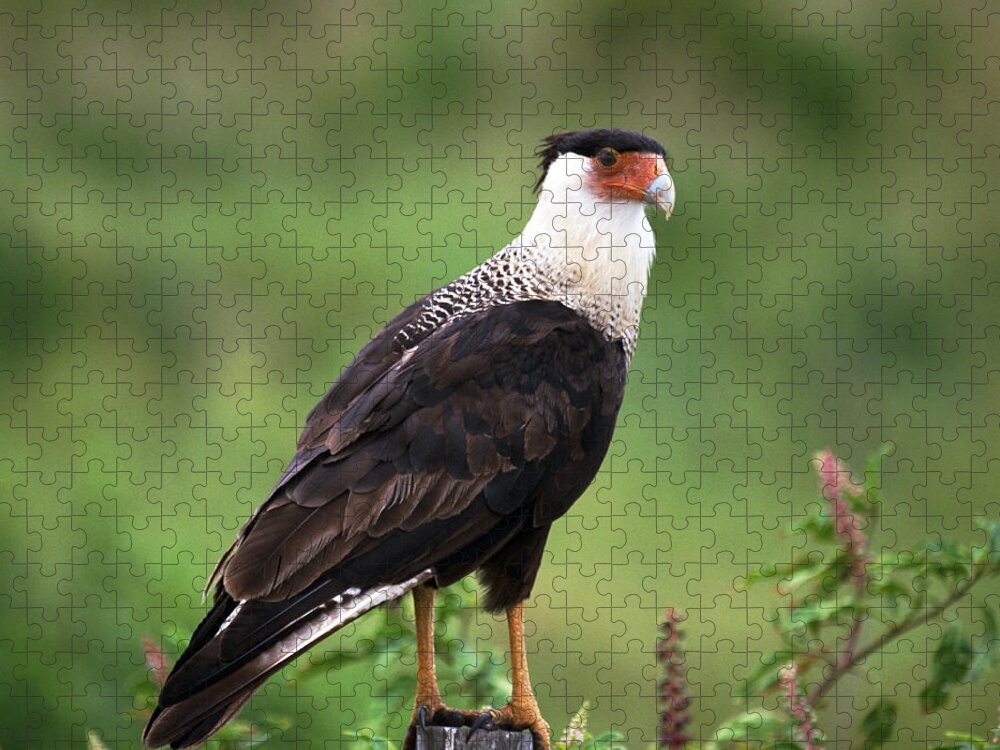 Caracara Jigsaw Puzzle featuring the photograph Crested Caracara by Bradford Martin