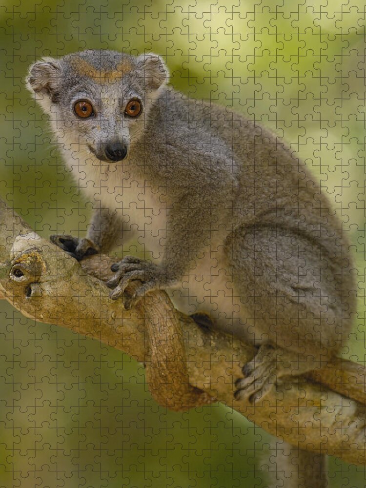 Mp Jigsaw Puzzle featuring the photograph Crowned Lemur Eulemur Coronatus Female by Pete Oxford