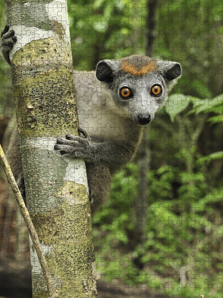 Mp Jigsaw Puzzle featuring the photograph Crowned Lemur Eulemur Coronatus Female by Thomas Marent