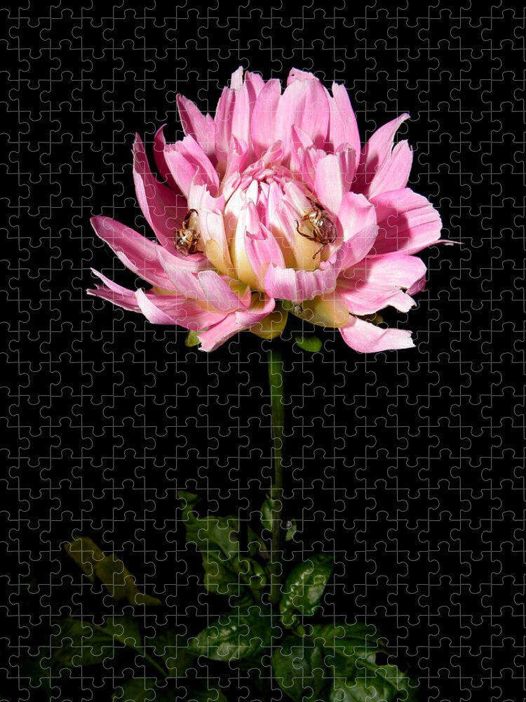Dahlia Jigsaw Puzzle featuring the photograph Dahlia with ride ons by Kim Galluzzo