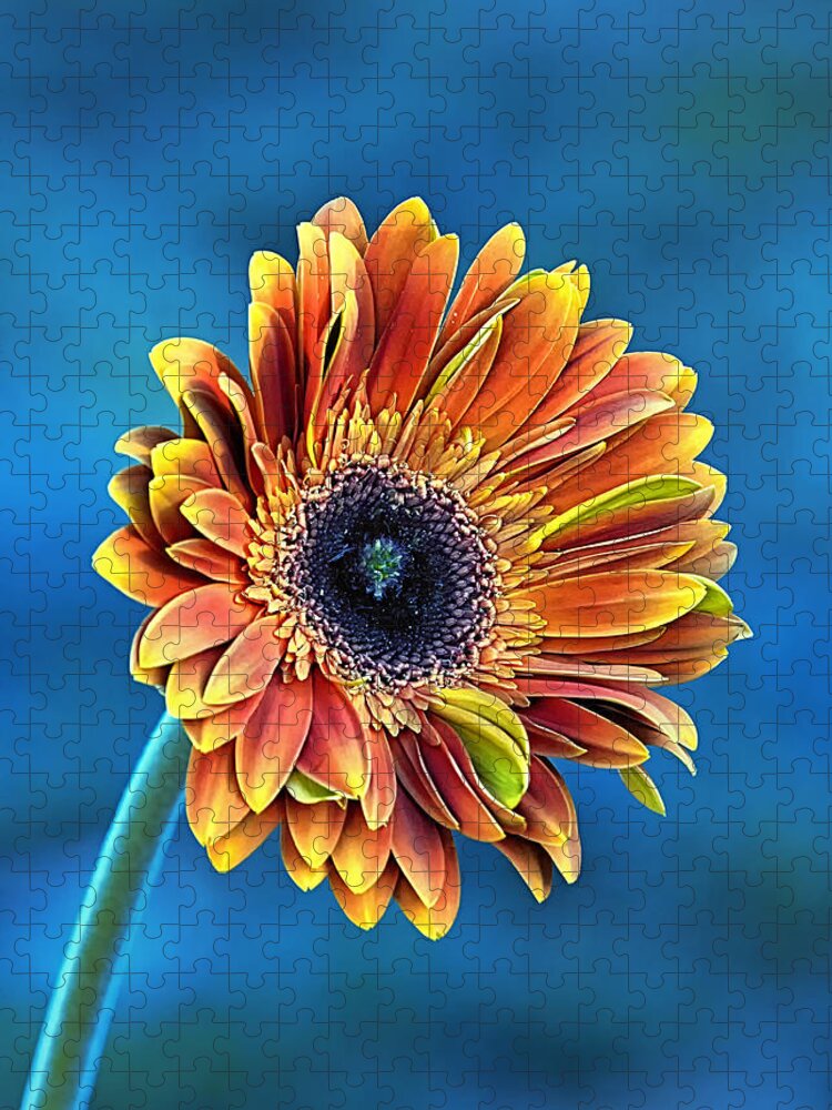 Gerber Daisy Jigsaw Puzzle featuring the photograph Daisy Dialation by Bill and Linda Tiepelman