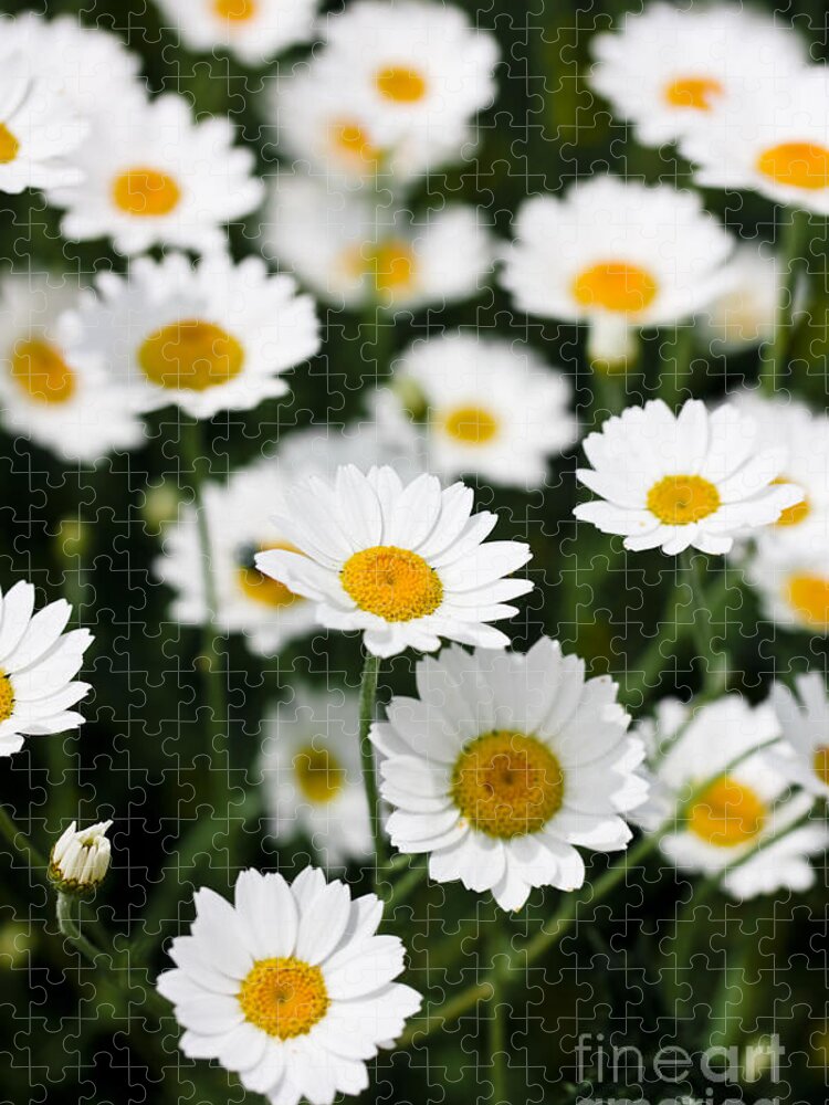 Daisy Jigsaw Puzzle featuring the photograph Daisies in a field by Simon Bratt